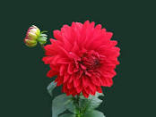 Test data